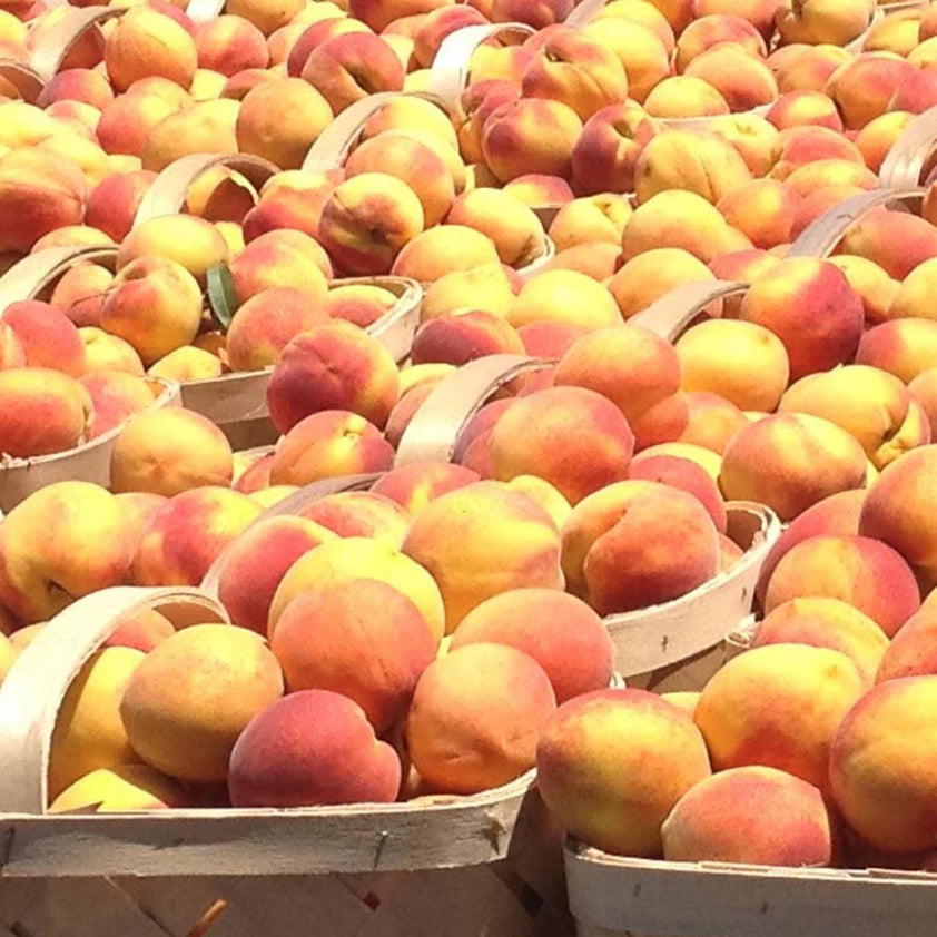 Peaches 2024 PreOrder NOW Indian River Direct Fruit Truck